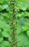 Rumex sylvestris