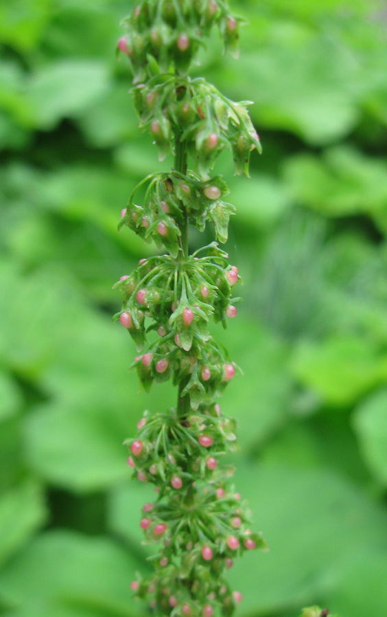 Изображение особи Rumex sylvestris.