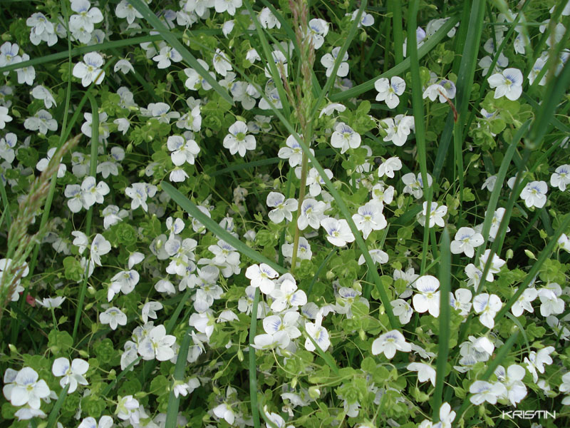 Изображение особи Veronica filiformis.