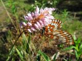 Bistorta officinalis. Соцветие с кормящейся шашечницей (Euphydryas sp.). Иркутская обл., Бодайбинский р-н, водораздел рек Имнях и Бол. Семикач, тайга, поляна. Июнь 2011 г.