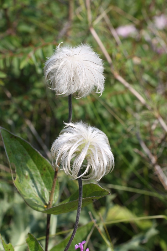 Image of Clematis integrifolia specimen.