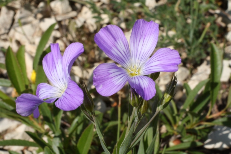 Image of Linum nervosum specimen.