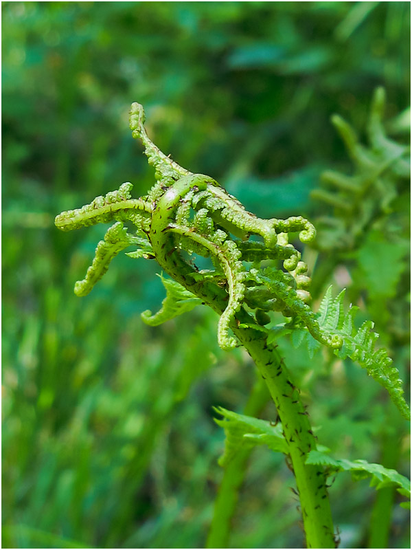 Изображение особи род Athyrium.