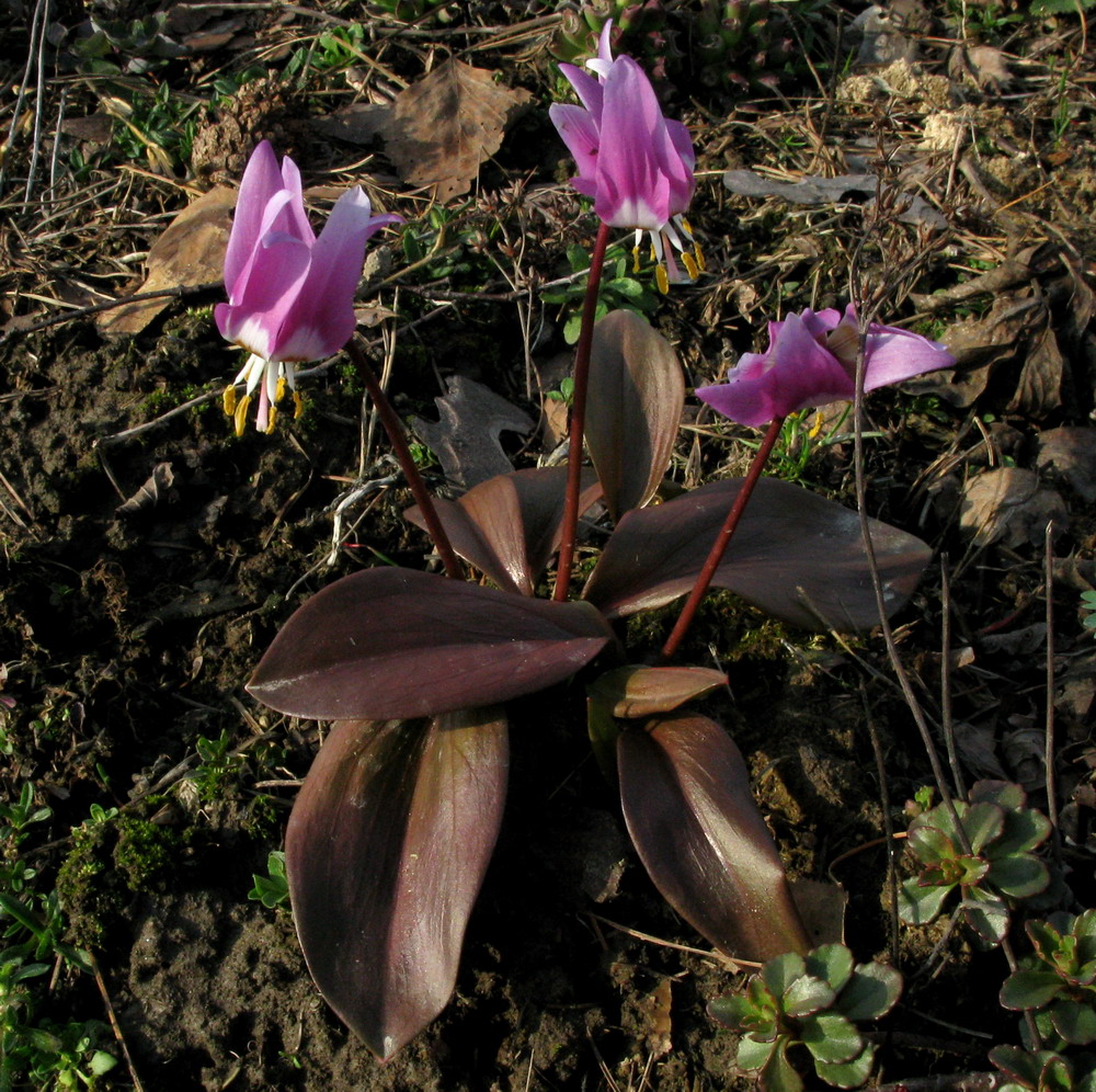 Изображение особи Erythronium sajanense var. rubinum.