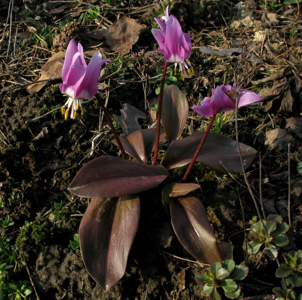 Image of Erythronium sajanense var. rubinum specimen.