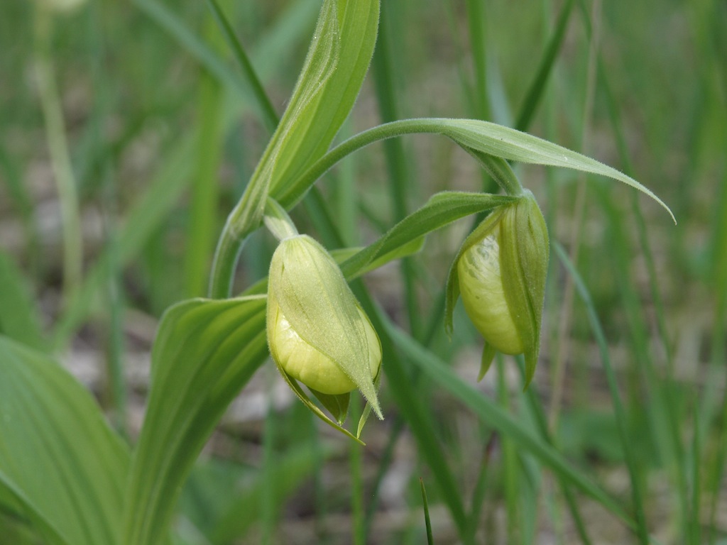 Image of Cypripedium calceolus specimen.