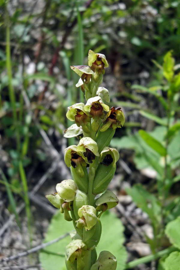 Image of Steveniella satyrioides specimen.