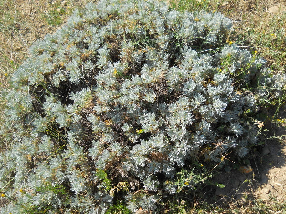 Изображение особи Astragalus arnacantha.