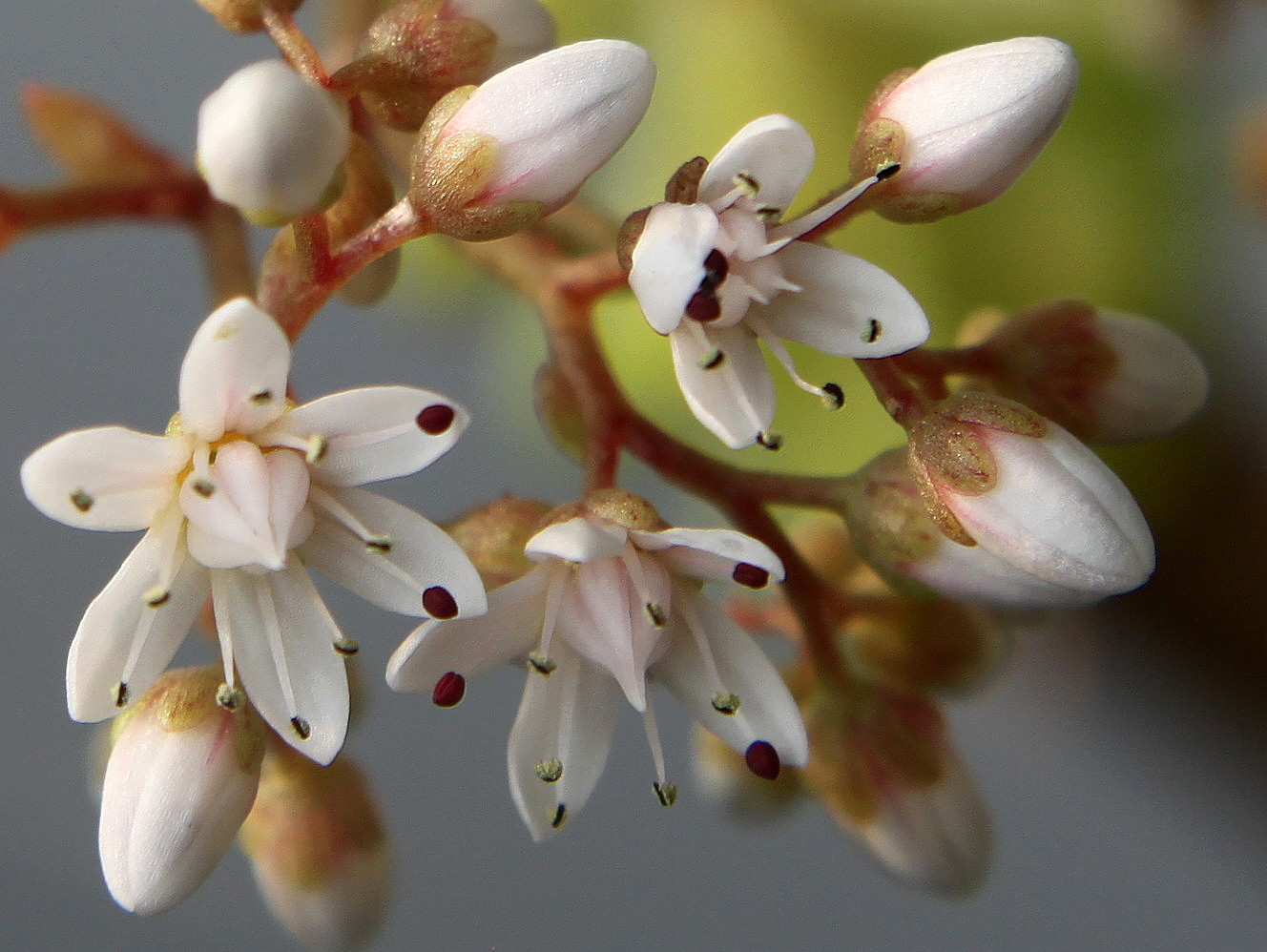 Image of Sedum album specimen.