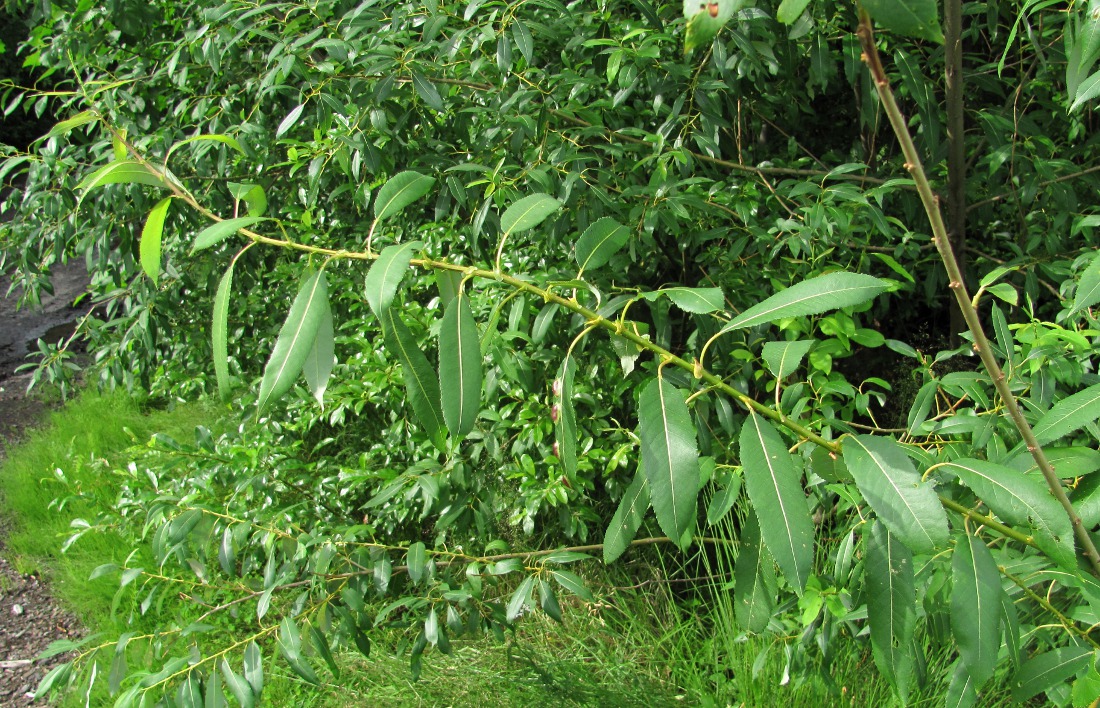 Image of Salix &times; meyeriana specimen.