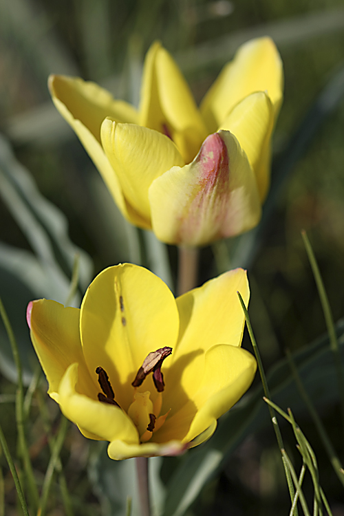 Изображение особи Tulipa lemmersii.