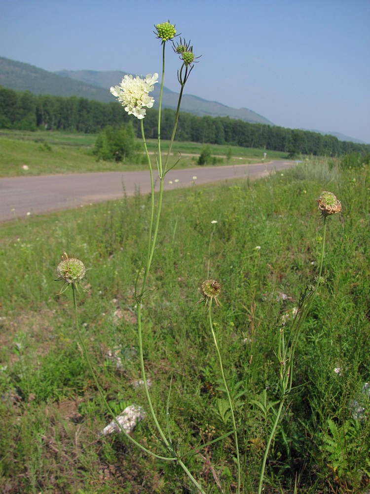 Image of Scabiosa ochroleuca specimen.