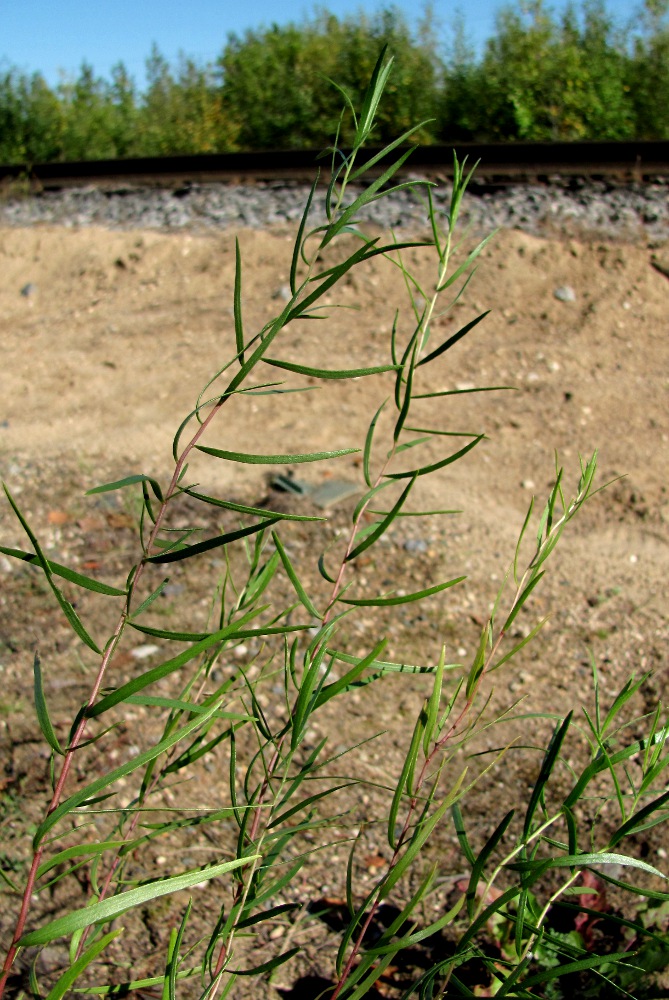 Image of Artemisia dracunculus specimen.