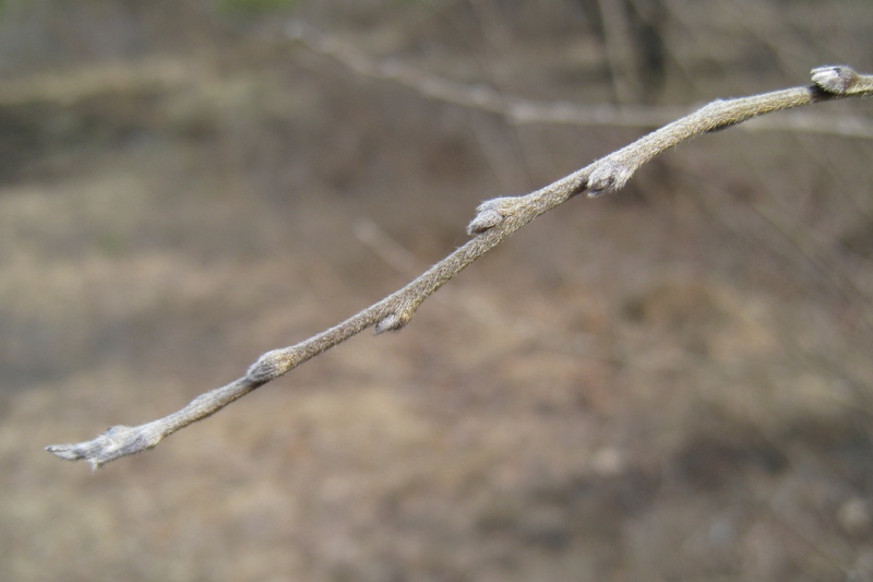 Image of Chamaecytisus ruthenicus specimen.