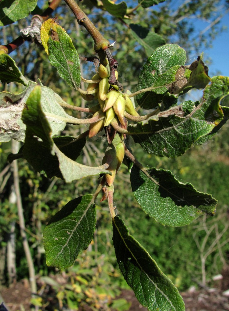 Image of Salix caprea specimen.