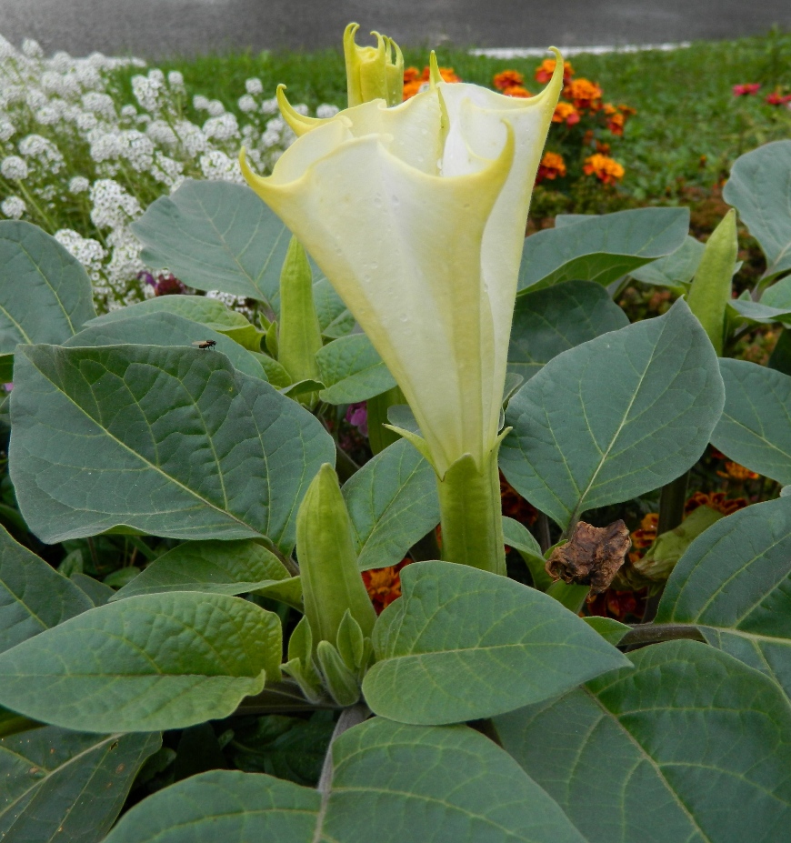 Image of Datura innoxia specimen.