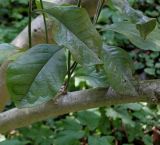 Magnolia × soulangeana. Часть ветки с боковыми побегами ('Nigra'). Германия, г. Krefeld, ботанический сад. 16.09.2012.