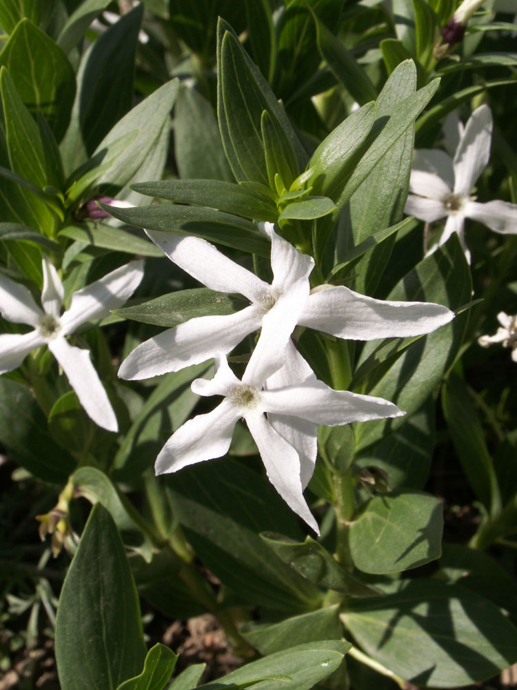 Image of Vinca erecta specimen.