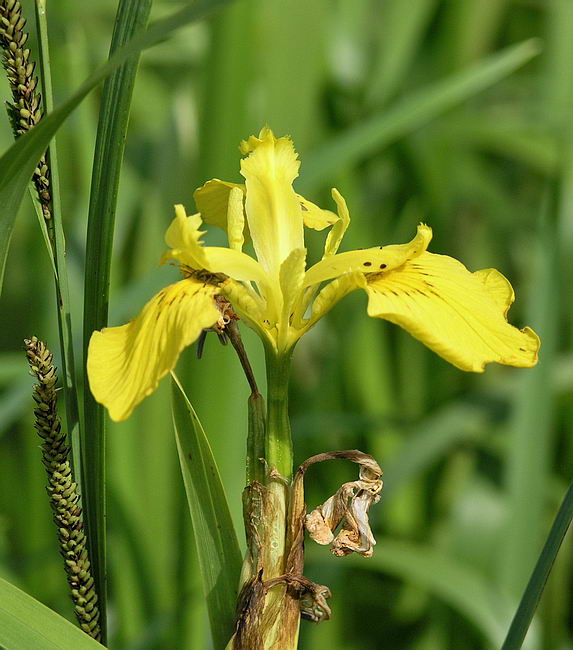 Image of Iris pseudacorus specimen.