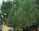 Pinus pinea