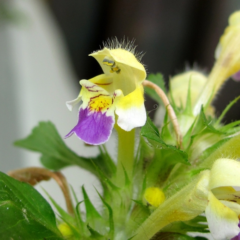 Image of Galeopsis speciosa specimen.