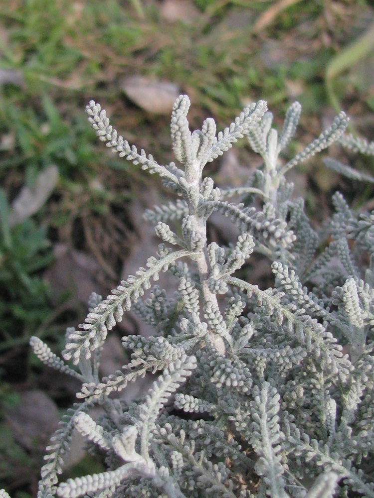 Image of Santolina chamaecyparissus specimen.