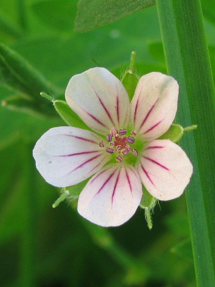 Image of Geranium sibiricum specimen.