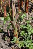 Euphorbia griffithii. Развивающийся побег. Германия, г. Krefeld, ботанический сад. 20.04.2013.