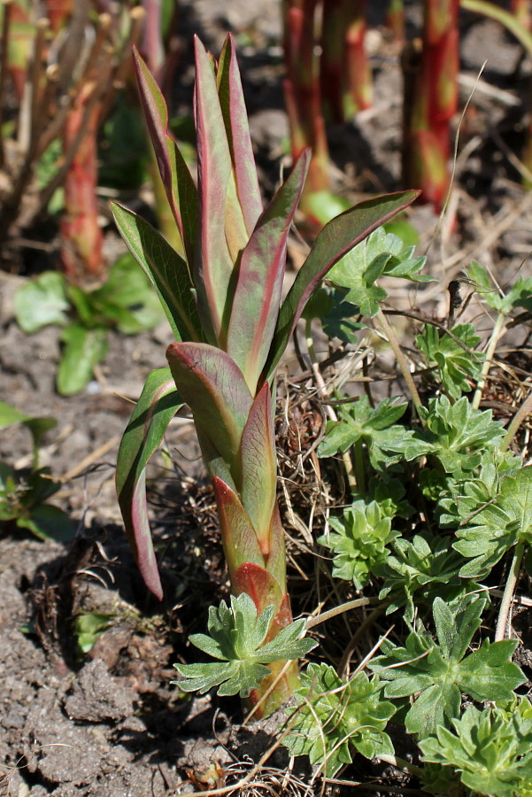 Image of Euphorbia griffithii specimen.