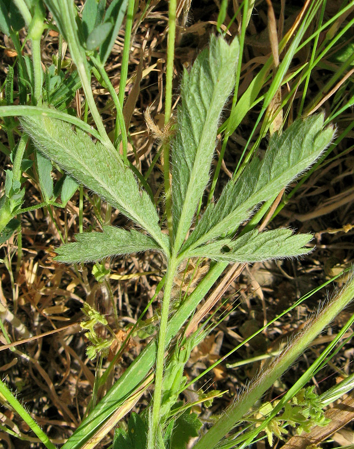 Image of Potentilla recta specimen.