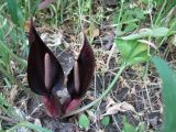 Arum elongatum