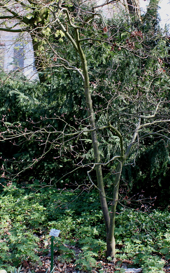 Image of Acer palmatum specimen.