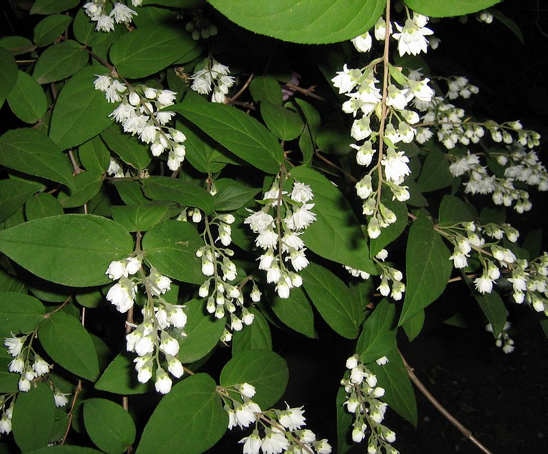 Изображение особи Deutzia scabra var. candidissima.