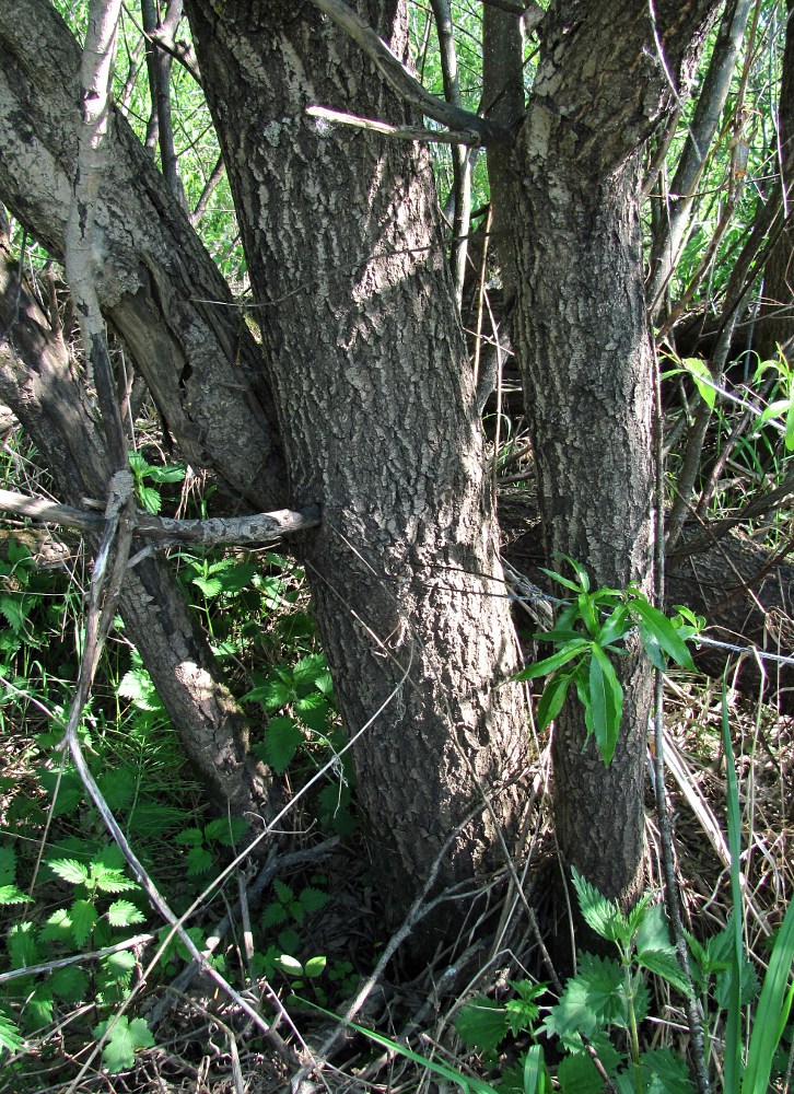 Изображение особи Salix acutifolia.