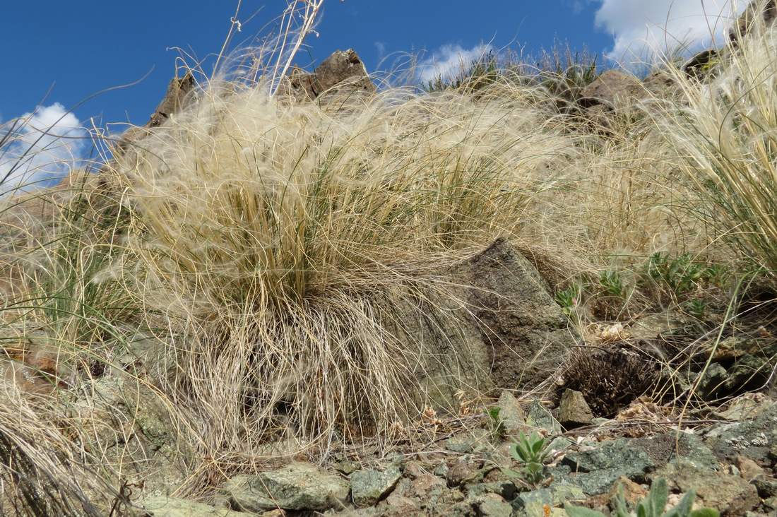 Image of Stipa kirghisorum specimen.