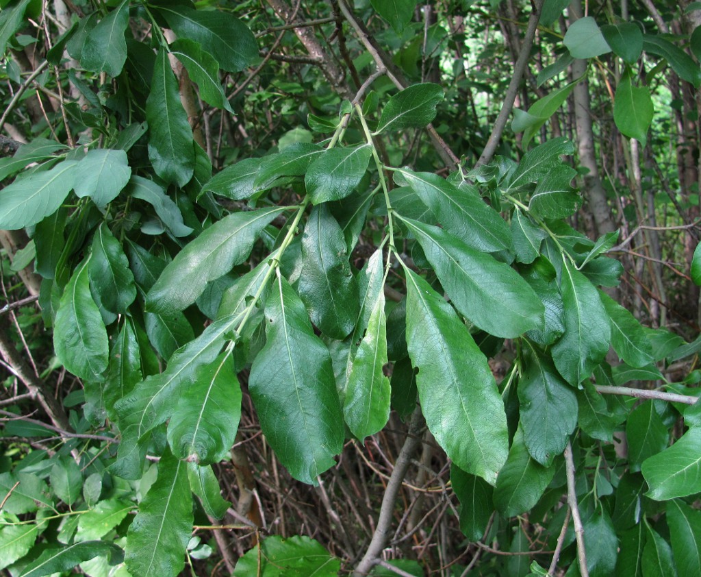 Image of Salix cinerea specimen.