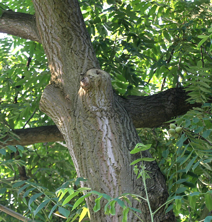 Изображение особи Juglans cinerea.