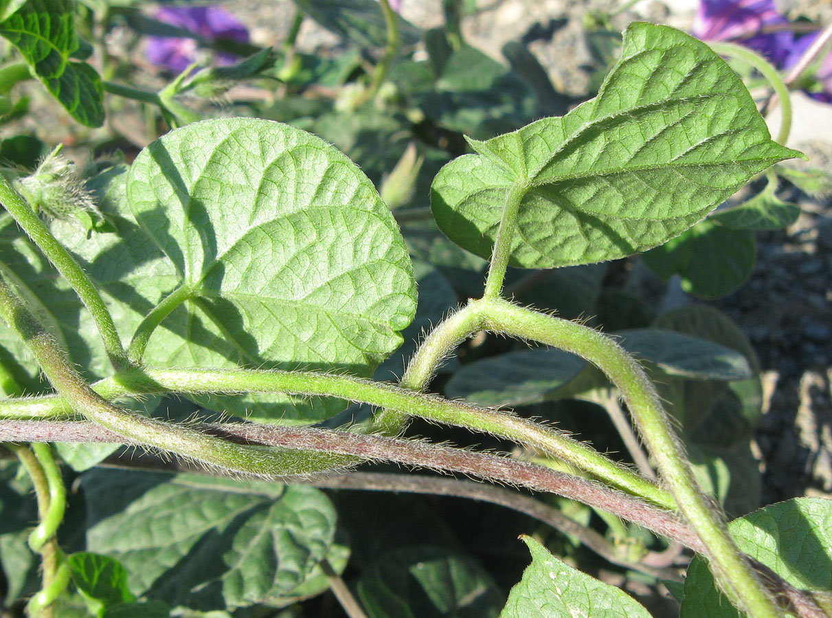 Image of Ipomoea purpurea specimen.