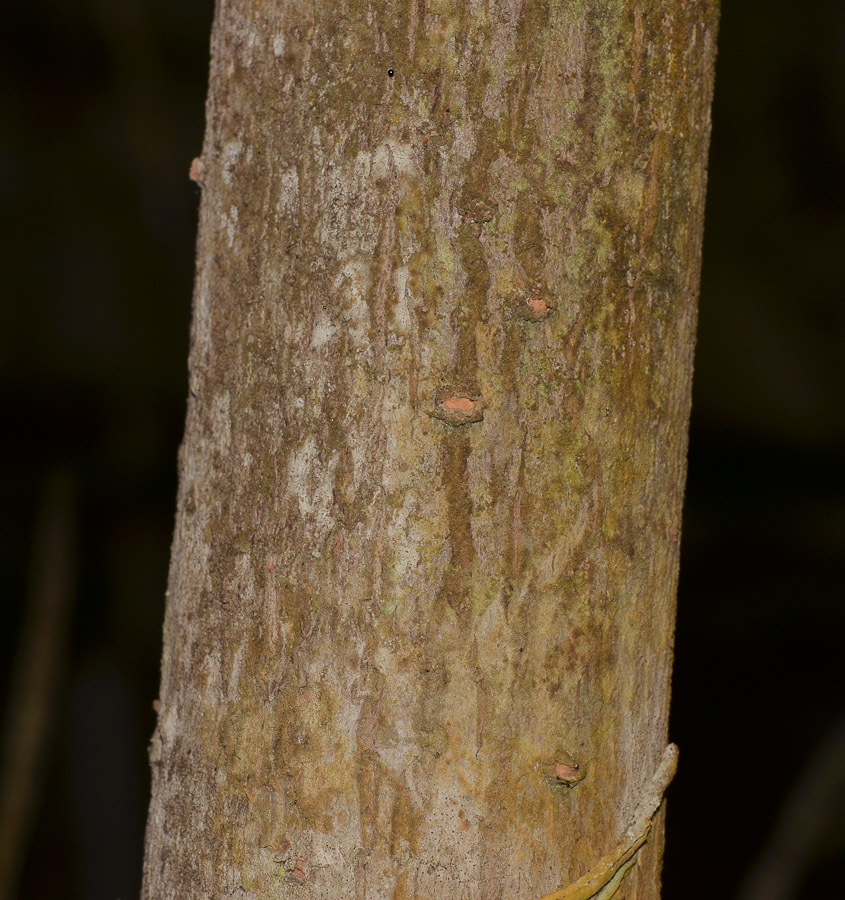 Image of genus Rhizophora specimen.