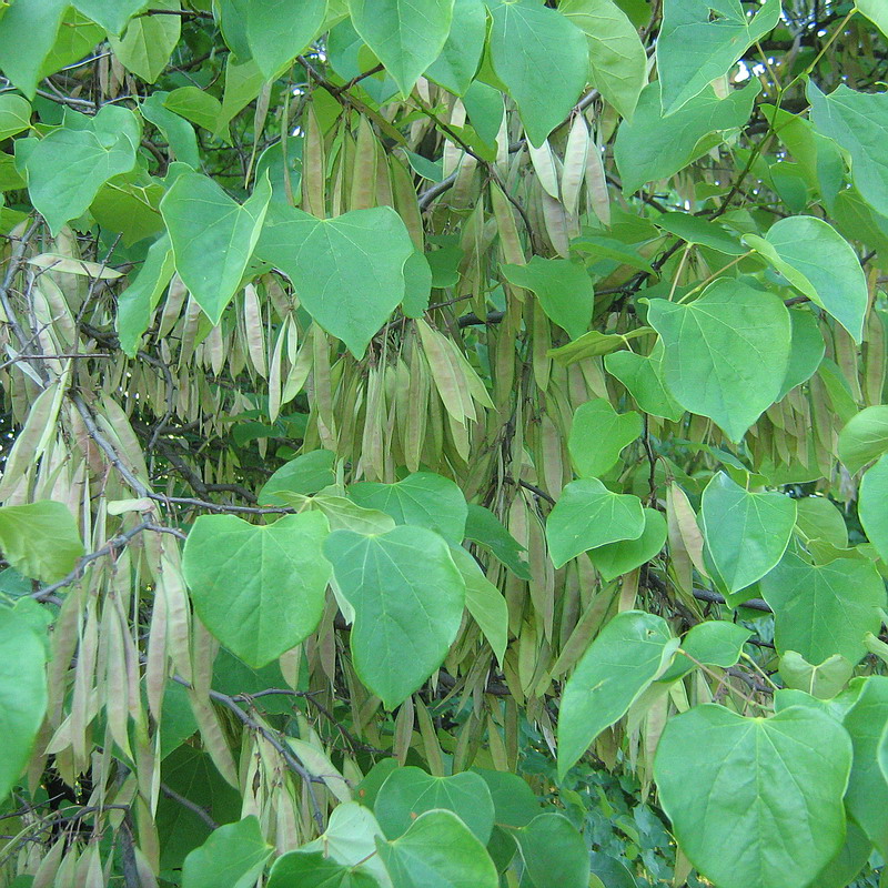 Image of Cercis canadensis specimen.