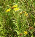 Inula japonica