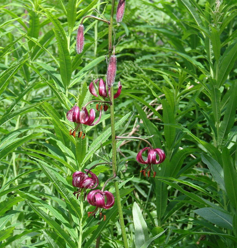 Изображение особи Lilium pilosiusculum.