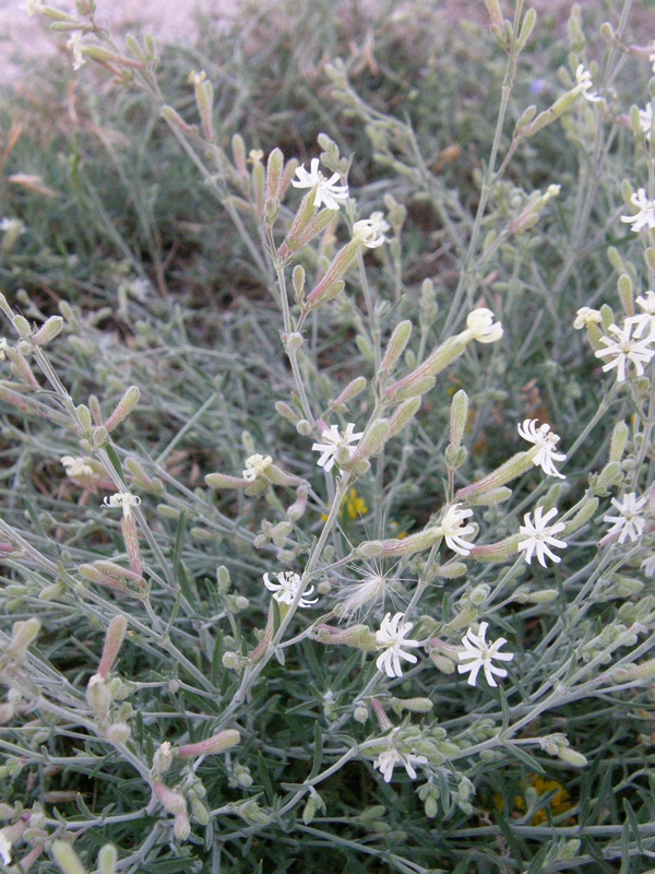 Image of Silene thymifolia specimen.