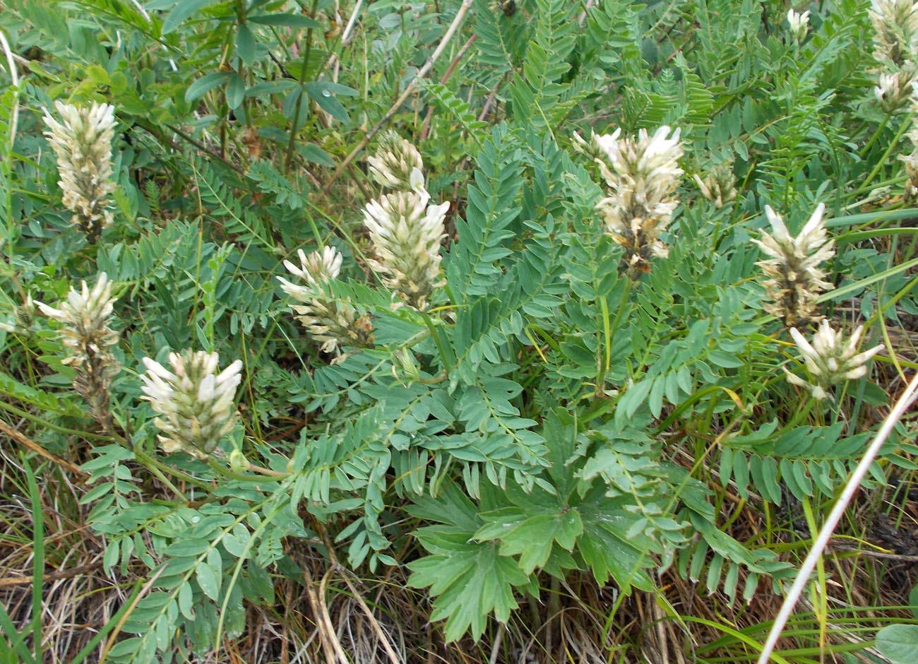 Image of Astragalus inopinatus specimen.