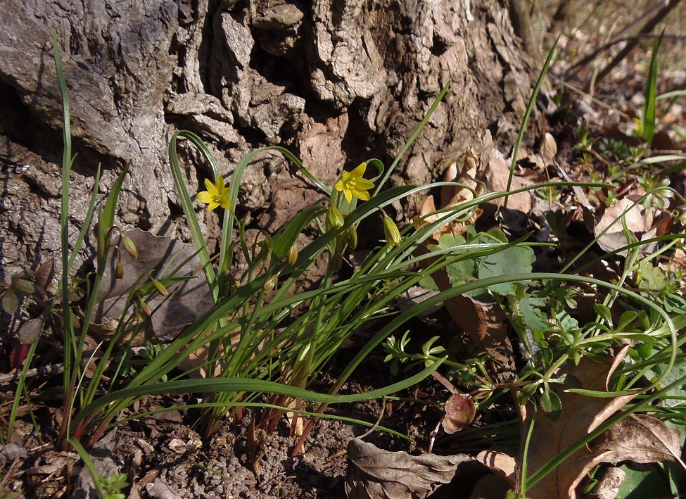 Image of Gagea erubescens specimen.