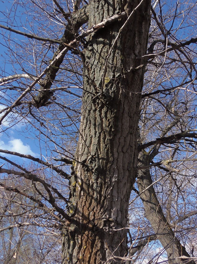 Image of Populus nigra specimen.