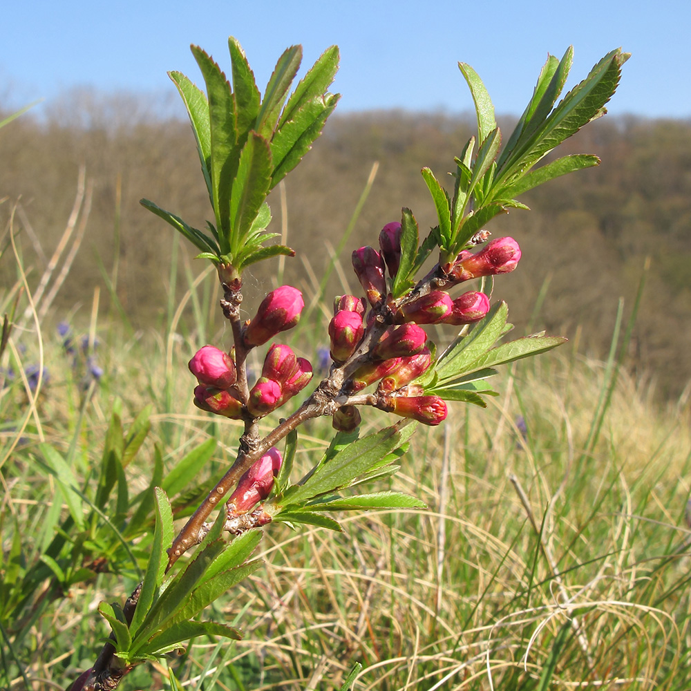 Изображение особи Amygdalus nana.