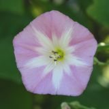 Convolvulus arvensis. Цветок. Восточный Казахстан, Уланский р-н, окр. с. Украинка, луг. 30.06.2005.