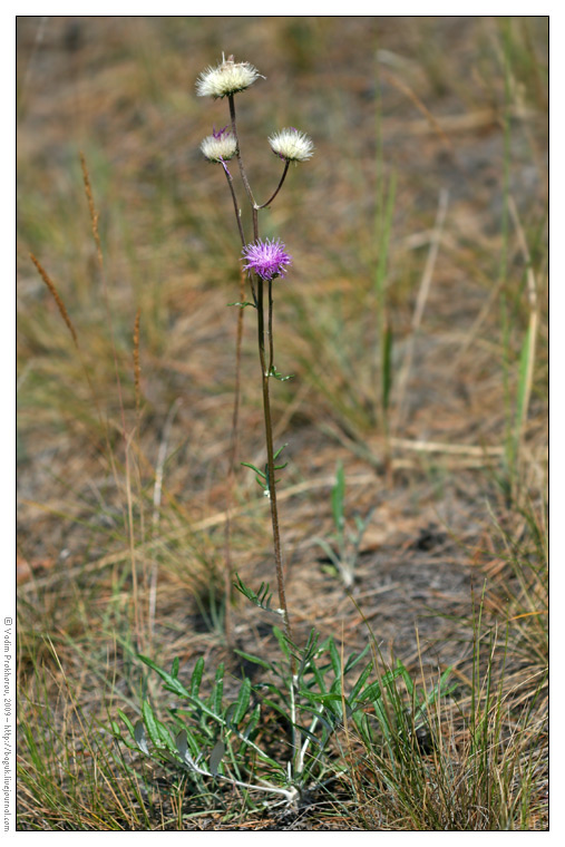 Image of Jurinea cyanoides specimen.