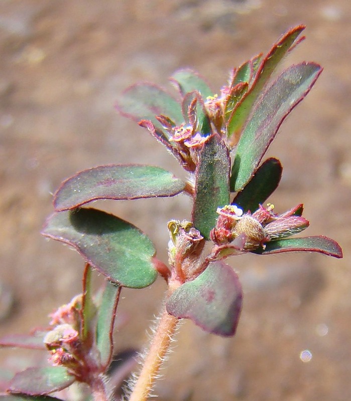 Изображение особи Euphorbia maculata.